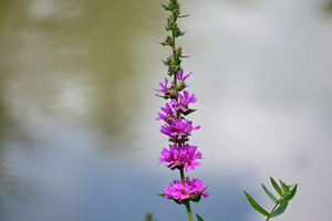 011_250722126 X900 ◎箱根湿性花園 エゾミソハギ Z50 Z50-250.jpg