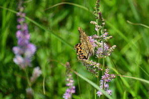 017_250722138 X900 〇箱根湿性花園 キタテハ Z50 Z50-250.jpg