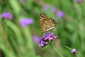058_250818420 X900 ◎ツマグロヒョウモン 高知県立牧野植物園 D50.jpg