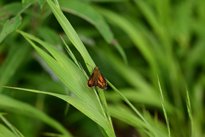 039_8250713239 X900 ◎ヒメキマダラセセリ 山野草公園 入笠山 Z50 105mc.jpg