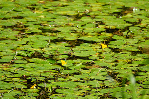 010_250722098 X900 箱根湿性花園 コウホネ RX10M4.jpg