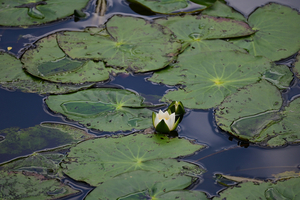 037_250722229m X900 ◎箱根湿性花園 ヒツジグサ Z50 Z50-250.jpg