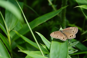 026_250713097m X900 ◎ウラジャノメ 山野草公園 RX10M4.jpg