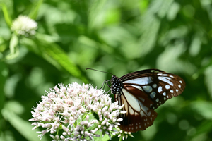 030_250713203 X900 ◎山野草公園 入笠山 Z50 105mc.jpg
