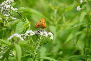 028_250713103m X900 ◎ミドリヒョウモン 山野草公園 RX10M4.jpg