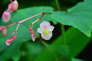 051_250818385 X900 高知県立牧野植物園 D50.jpg