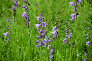 008_250722112 X900 箱根湿性花園 ムラサキギボウシ Z50 Z50-250.jpg