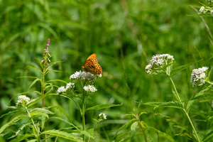 027_250713100 X900 〇ミドリヒョウモン 山野草公園 RX10M4.jpg