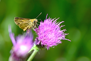 017_250713158t X900 〇ヒメキマダラセセリ♀ 入笠山 Z50 105mc.jpg