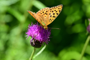 020_250713169 X900 ◎ウラギンヒョウモン 山野草公園 入笠山 Z50 105mc.jpg