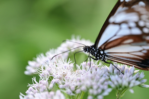 038_250713235t ◎山野草公園 入笠山 Z50 105mc.jpg