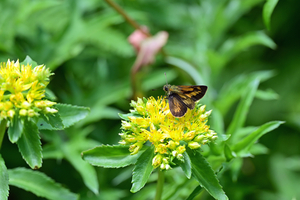 016_250713155 X900 ◎ヒメキマダラセセリ♀ 入笠山 Z50 105mc.jpg