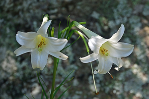 055_250818402 X900 〇高知県立牧野植物園 D50.jpg