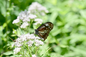 021_250713177 X900 ◎山野草公園 入笠山 Z50 105mc.jpg