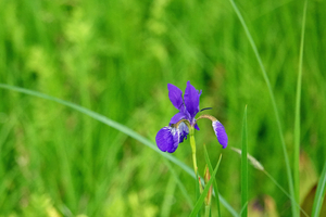 008_250713065 X900 アヤメ 入笠湿原 RX10M4.jpg