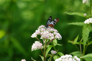 023_250713089 X900 ◎アサギマダラ 山野草公園 RX10M4.jpg