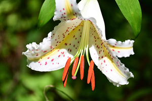 007_250722108 X900 〇箱根湿性花園 ヤマユリ Z50 Z50-250.jpg