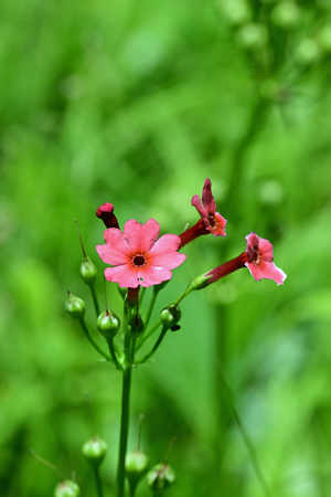 015_250713148 900 〇クリンソウ 山彦荘 入笠山 Z50 105mc.jpg