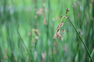 022_250722166 X900 箱根湿性花園 フトイ Z50 Z50-250.jpg