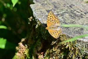 036_250713220 X900 ◎ウラギンヒョウモン 山野草公園 入笠山 Z50 105mc.jpg