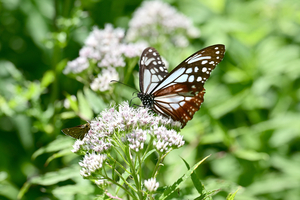 022_250713178 X900 ◎山野草公園 入笠山 Z50 105mc.jpg