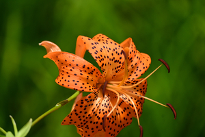 031_250722188 X900 ◎箱根湿性花園 オニユリ Z50 Z50-250.jpg