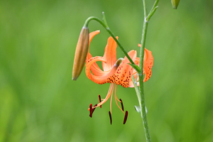 014_250722134 X900 ◎箱根湿性花園 コオニユリ Z50 Z50-250.jpg