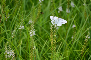 009_250722113 X900 〇箱根湿性花園 Z50 Z50-250.jpg