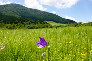 016_250722106 X900 〇箱根湿性花園 キキョウ RX10M4.jpg