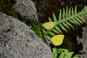 034_250722210 X900 ◎箱根湿性花園 キタキチョウ Z50 Z50-250.jpg