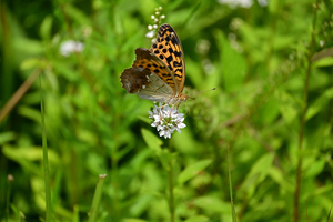 041_250722241 X900 ◎箱根湿性花園 オオウラギンスジ Z50 Z50-250.jpg