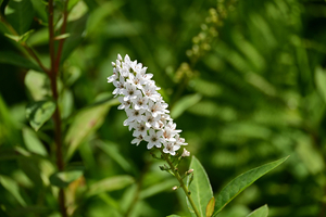 023_250722170 X900 〇箱根湿性花園  オカトラノオ Z50 Z50-250.jpg