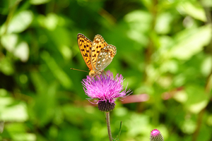 005_250713057 X900 ◎ゴンドラ頂上 RX10M4.jpg