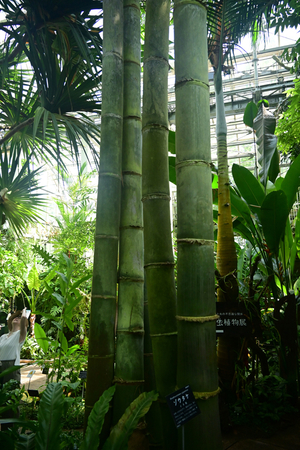 047_250818352 X900 高知県立牧野植物園 D50.jpg