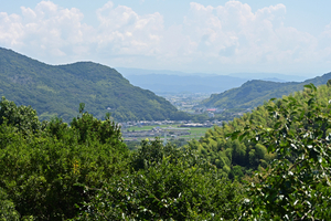 053_250818401 X900 高知県立牧野植物園 D50.jpg