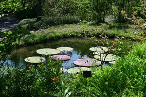 049_250818375 X900 高知県立牧野植物園 D50.jpg
