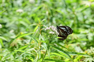 025_250713186 X900 ◎山野草公園 入笠山 Z50 105mc.jpg