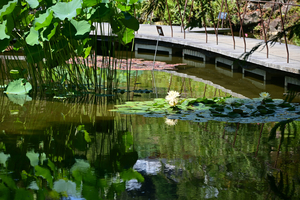 052_250818388 X900 〇高知県立牧野植物園 D50.jpg