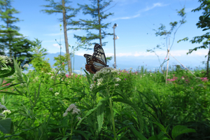 034_250713029 X900 ◎すずらん山野草公園 八ヶ岳 G7X.jpg
