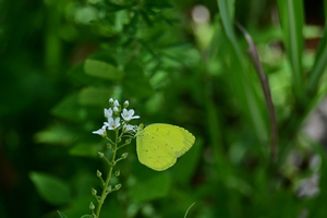 021_250722163 X900 ◎箱根湿性花園 キタキチョウ Z50 Z50-250.jpg
