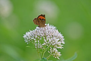 037_250713225m X900 ◎イカリモンガ 山野草公園 入笠山 Z50 105mc.jpg