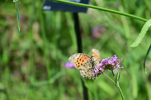 057_250818419 X900 ◎ツマグロヒョウモン 高知県立牧野植物園 D50.jpg