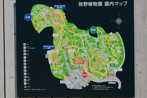 042_250818334 X900 高知県立牧野植物園 D50.jpg