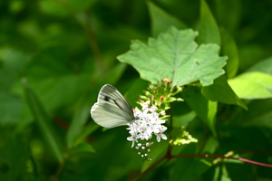 036_250722227tm X900 ◎箱根湿性花園 スジグロシロ Z50 Z50-250.jpg