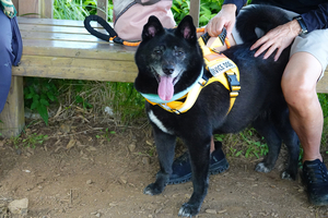 029_250713106 X900 〇甲斐犬mix 山野草公園 RX10M4.jpg