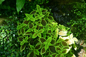 046_250818348 X900 高知県立牧野植物園 D50.jpg