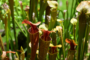032_250722201 X900 ◎箱根湿性花園 食虫植物サラセニア Z50 Z50-250.jpg