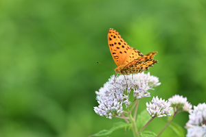 040_8250713241 X900 ◎ツマグロヒョウモン 山野草公園 入笠山 Z50 105mc.jpg