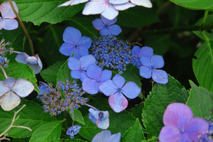 044_250722040 X900 箱根湿生花園前 G7X.jpg