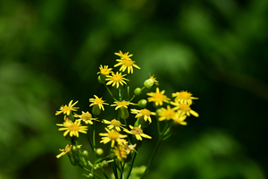 014_250713146 X900 〇ラグワット 山彦荘 入笠山 Z50 105mc.jpg